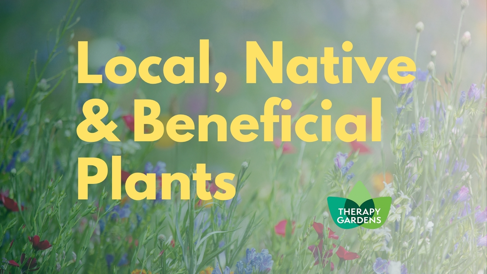 Local, Native & Beneficial Plants for Massachusetts program image
